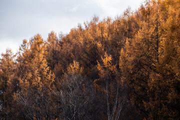 Fototapeta na wymiar 秋の黄金色のカラマツ林 