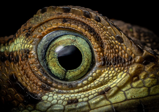 Common basilicus in situ (Basiliscus basiliscus) from Costa Rica