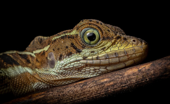 Common basilicus in situ (Basiliscus basiliscus) from Costa Rica