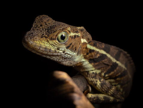 Common basilicus in situ (Basiliscus basiliscus) from Costa Rica