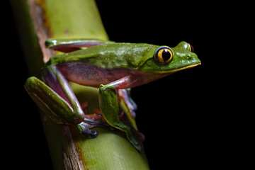 Magnificent blue-sided leaf frog (Agalychnis annae) from Costa Rica
