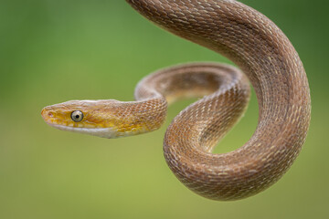 Green rat snake (Senticolis triaspis), Costa Rica
