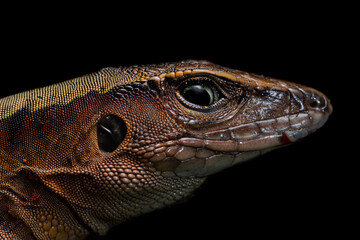 Delicate ameiva (Holcosus leptophrys), Costa Rica