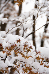雪がのった初冬のカエデの木
