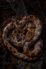 Cat-eyed snake (Leptodeira sp.) from Costa Rica