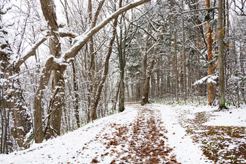 初冬の公園の枯れ葉に覆われた道
