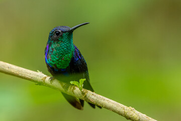 Male Violet-crowned woodnymph (Thalurania colombica) from Costa Rica