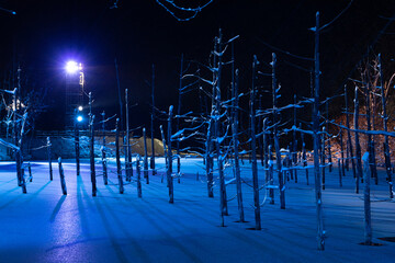 雪に覆われた冬の青い池 美瑛町 Wall Mural Air Air Wallpaper Murals Kinpouge 雪に覆われた冬の青い池 美瑛町 Wall Mural Air Air Wallpaper Murals Kinpouge