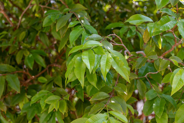 Fototapeta na wymiar green tree leaves forming background panel