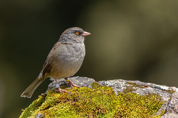 Volcano junco (Junco vulcani), Costa Rica