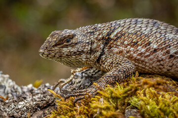 Female green spiny lizard (Sceloporus malachiticus)