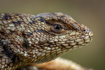 Female green spiny lizard (Sceloporus malachiticus), Costa Rica