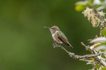 Scintillant hummingbird (Selasphorus scintilla) from Costa Rica