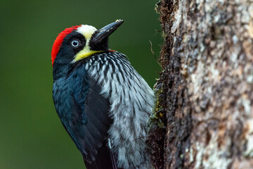 Beautiful acorn woodpecker (Melanerpes formicivorus) from Costa Rica