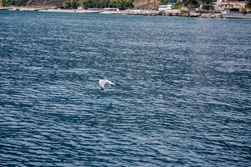 seagull on the sea
