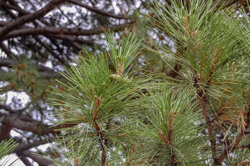 pine branches with cones