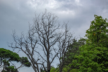 trees in the sky