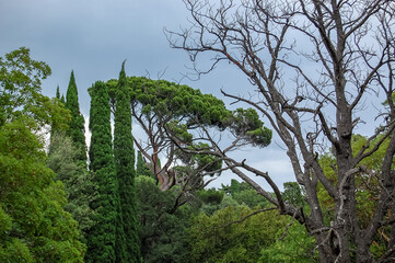 trees in the mountains
