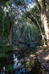 Calm reflective creek in the forest