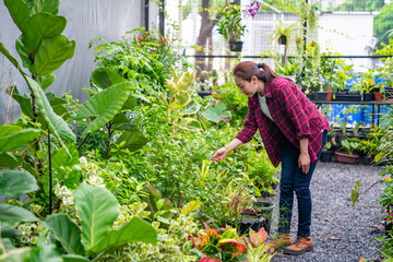 Asian woman gardener caring houseplant and flowers in greenhouse garden. Female plant shop owner working and checking potted plants in store. Small business entrepreneur and plant caring concept.