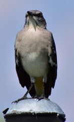 Mockingbird perched