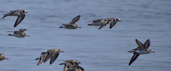semipalmated sandpiper 