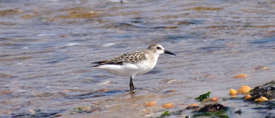 semipalmated sandpiper 