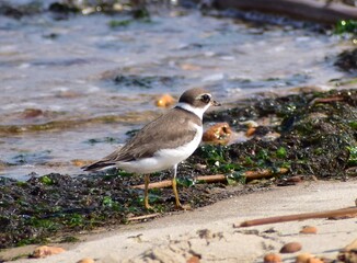 semipalmated sandpiper 