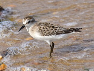 semipalmated sandpiper 