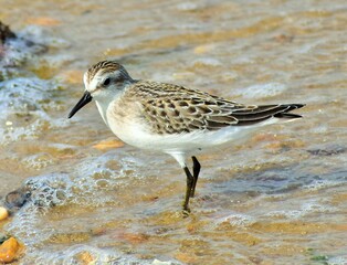 semipalmated sandpiper 
