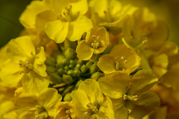 Fototapeta premium 菜の花