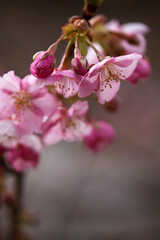 河津桜の花