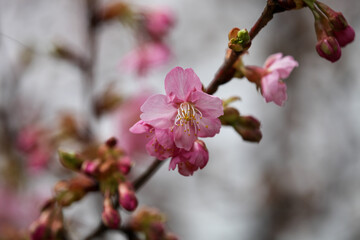 河津桜の花