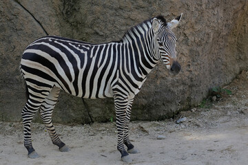 A zebra is watching its surroundings vigilantly. This mammal has the scientific name Equus quagga. 