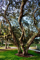 Landscape of Historical Town of Temple Terrace Florida	