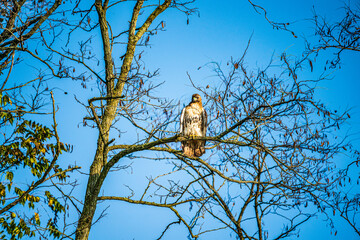 Red tailed hawk perched on branch in tree looking for prey 
