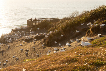 Muriwai Gannet Colony, Auckland, New Zealand. Maukatia Bay.