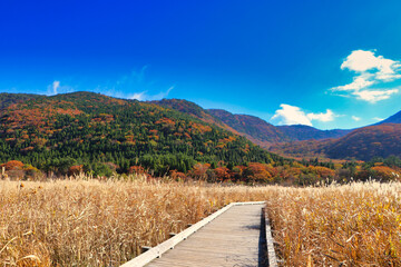 Japan Tade Hara Wetland Nature Research Road Autumn Koji Mountain and Susukino