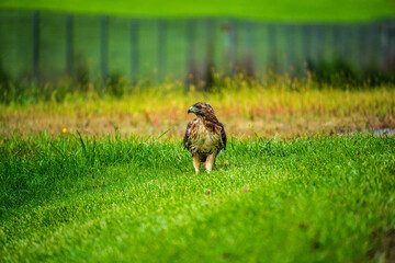 Red Tailed Hawk in grass feeding on prey