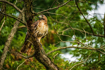 Red tailed hawk perched on branch in tree looking for prey 