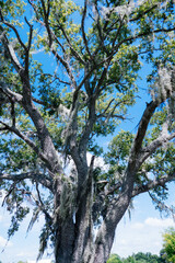 Fototapeta premium Spanish moss on tree in autumn 