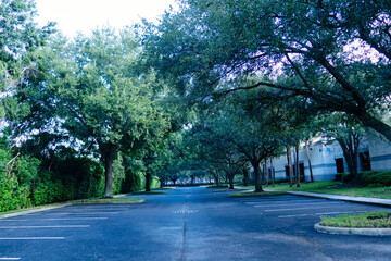 Landscape of Historical Town of Temple Terrace Florida	
