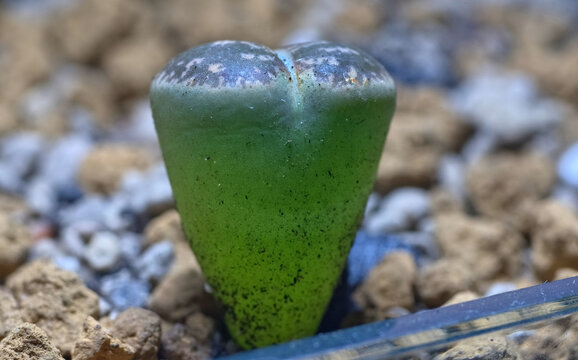 A translucent cute green Lithops on small stone soil