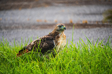 Red Tailed Hawk in the grass looking for it's food