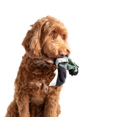 Labradoodle dog with socks hanging out of the mouth. Side profile of cute innocent looking female dog. Concept for why dogs eat, chew or steal socks. Selective focus on snout. Isolated on white.