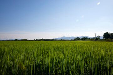 Fototapeta premium 稲