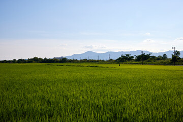 Fototapeta premium 稲