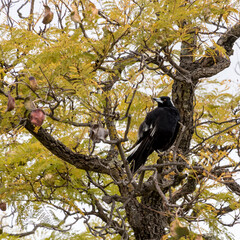 Magpie perched in a jacaranda tree during mating season in spring