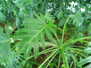 Philodendron, an indoor foliage plant, leaves of Kukkapara