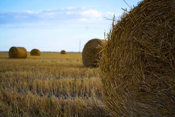 Bales of Hay on a Field, Agricultural Scenery of Autumn